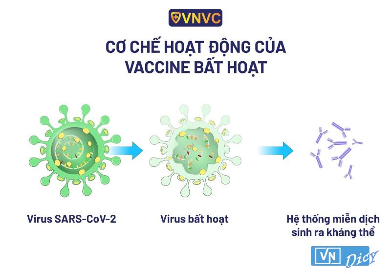 Cơ chế hoạt động của vắc xin Vero Cell 